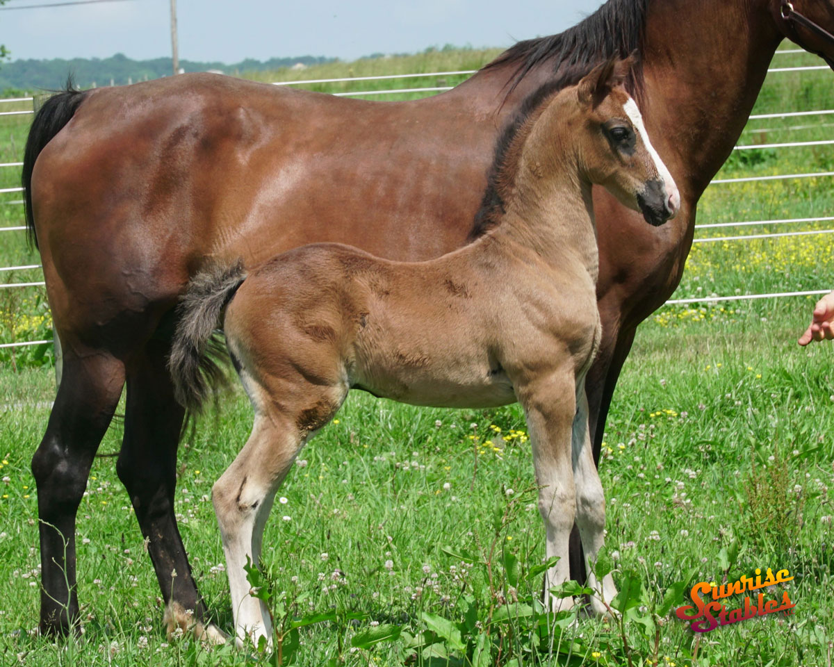 2019 Colt out of JW Possessing Beauty