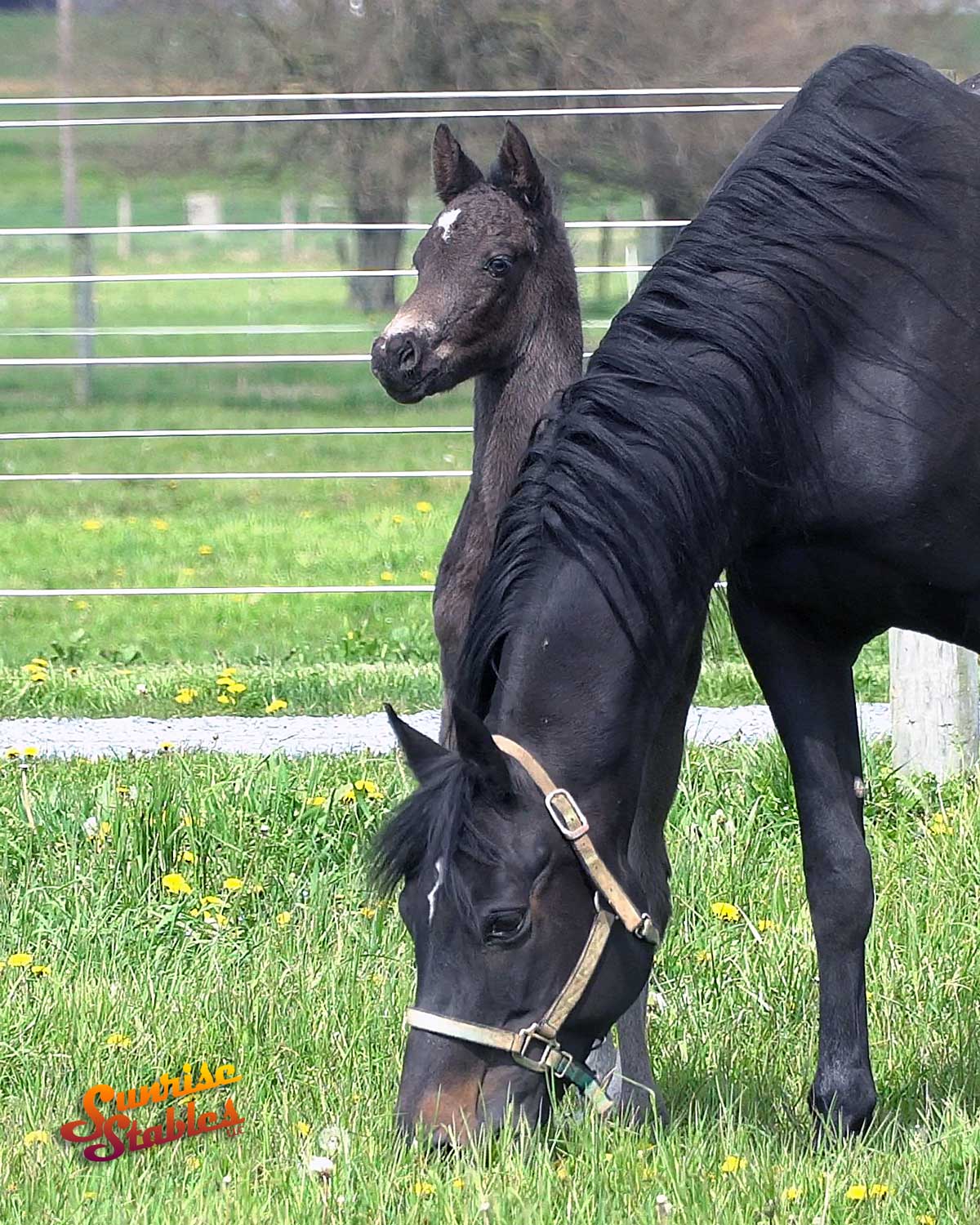 The 2020 Otto B foals are here!
