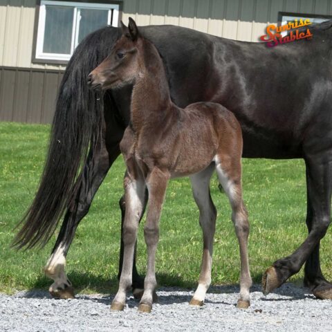2021 Filly by King-E Otto B