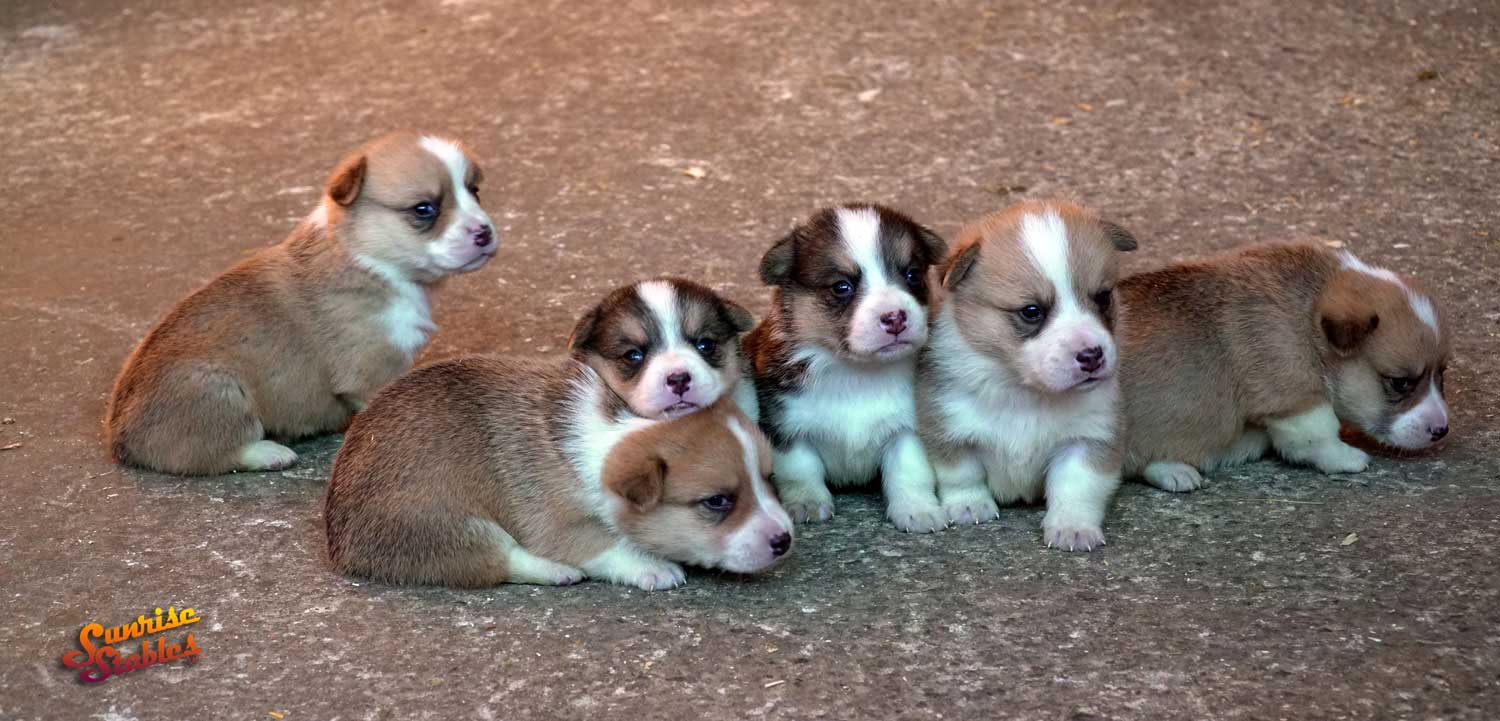 Just in time for Christmas – PUPPIES!