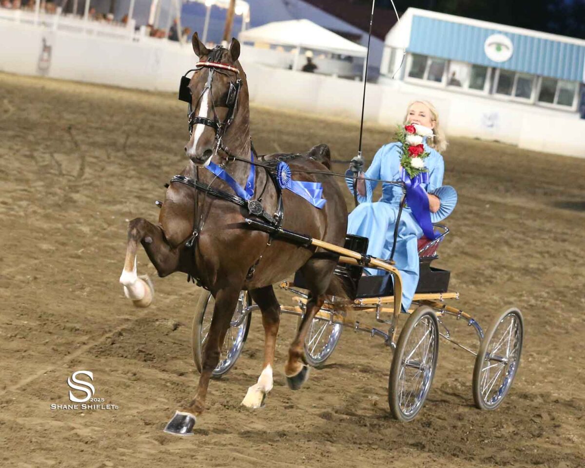 Koretta T. Zane, Morgan mare for sale, park harness