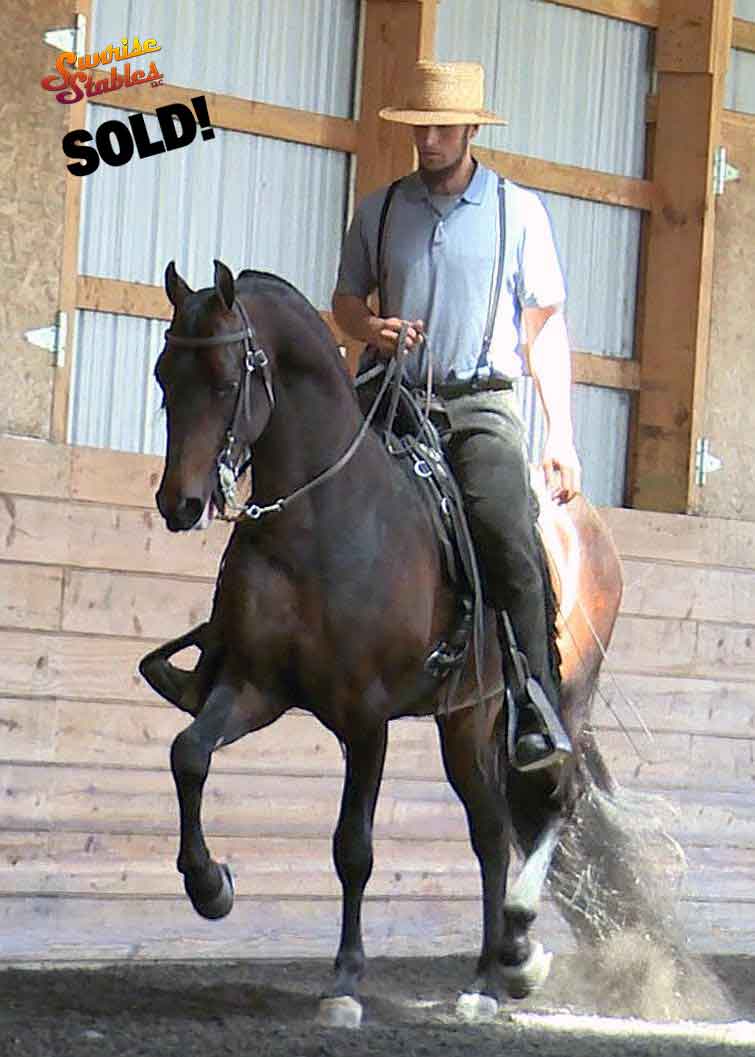 BVMS The Rising Assett