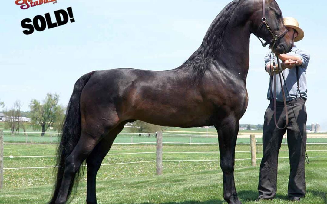 Congratulations to Holly Johnson on her purchase of BVMS The Rising Assetts!