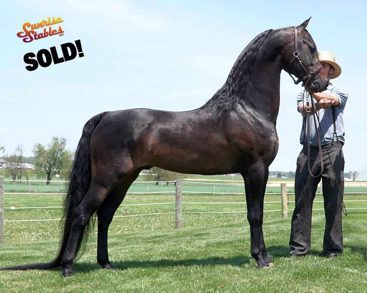 Congratulations to Holly Johnson on her purchase of BVMS The Rising Assetts!