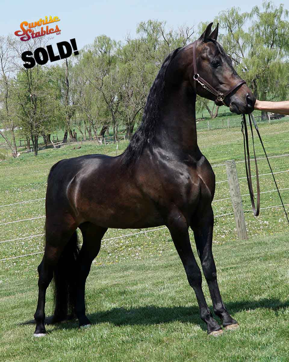 BVMS The Rising Assett