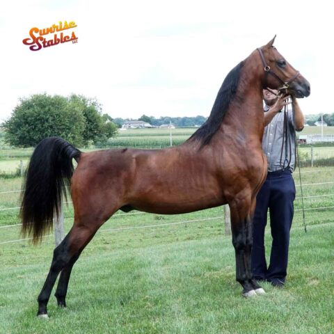 IY Freedom Express, 2YO Morgan Stallion