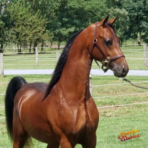 IY Freedom Express, 2YO Morgan Stallion