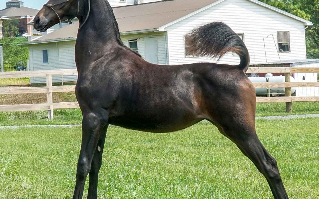 An EXTREMELY nice filly heads to Oklahoma!