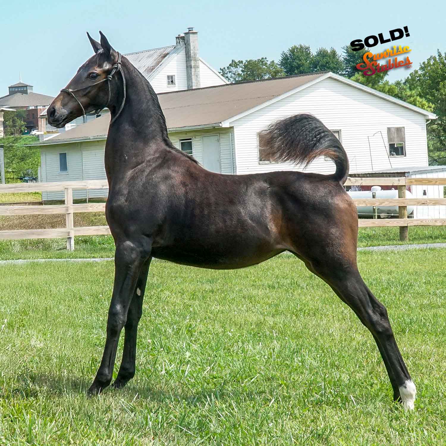 An EXTREMELY nice filly heads to Oklahoma!