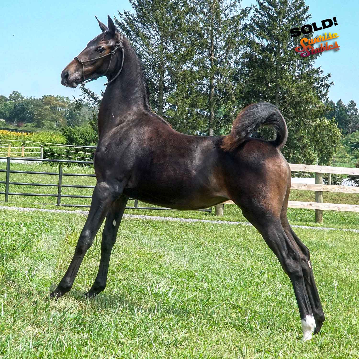 2025 Filly by Extreme Sensation, out of Girlz Night Out, by King-E Otto B