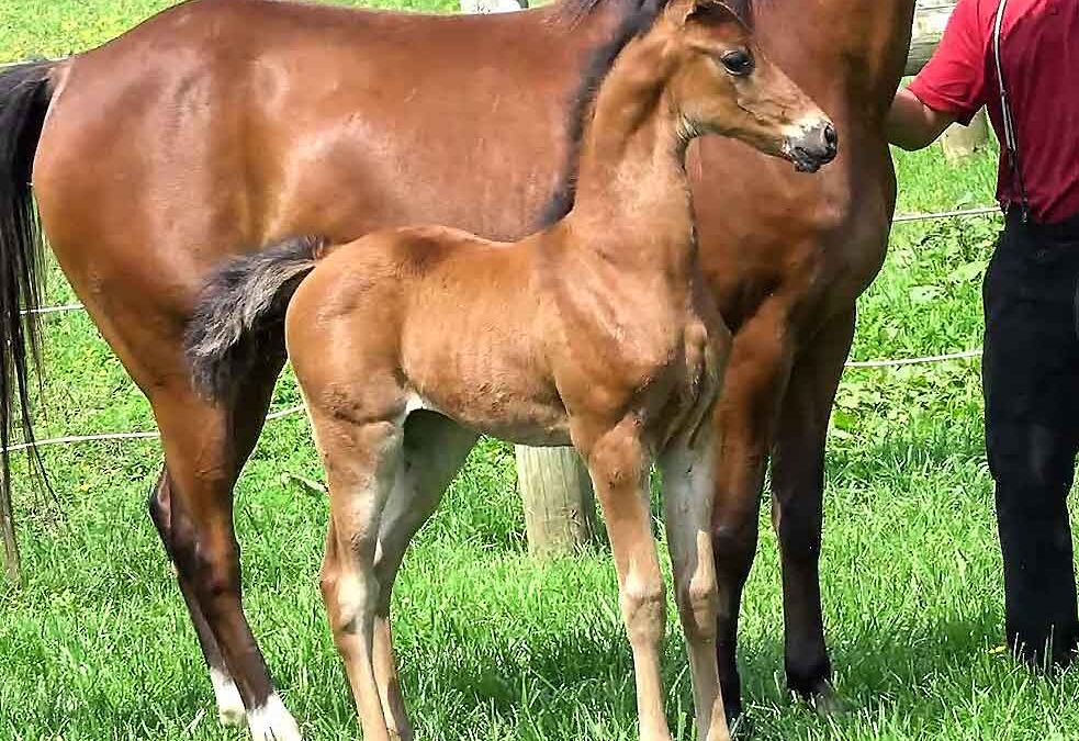 2025 Filly by MLF Dynamic GCH