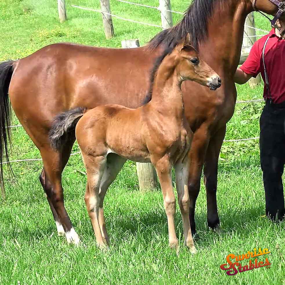 2025 Filly by MLF Dynamic GCH