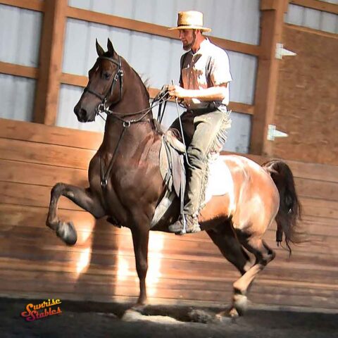Blackgum Snapback - Morgan Gelding For Sale