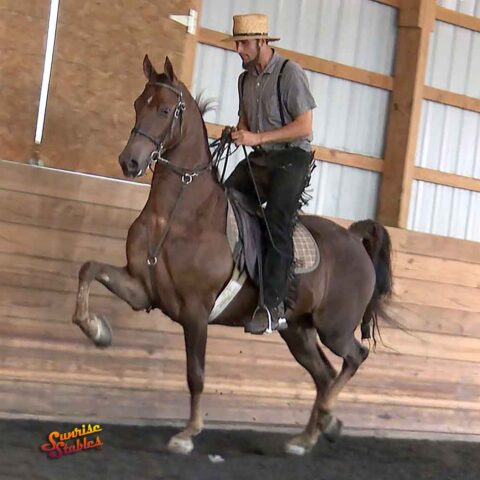 Blackgum Snapback - Morgan Gelding For Sale