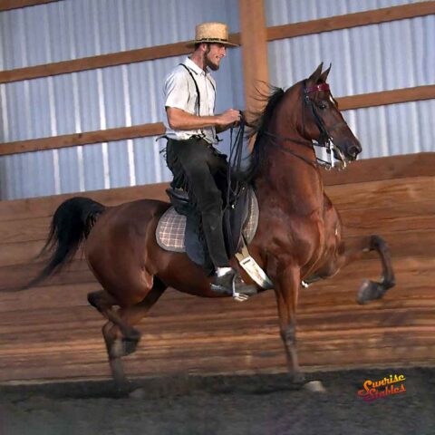 Kinzu Unconditional Love - Morgan mare for sale