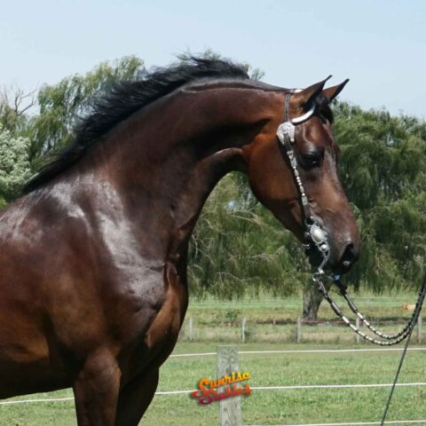 PAMF Admirable - Morgan Gelding For Sale