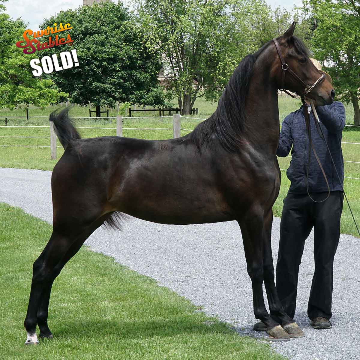 serenades-nonchalance-10 Serenades Nonchalance SOLD by Sunrise Stables LLC