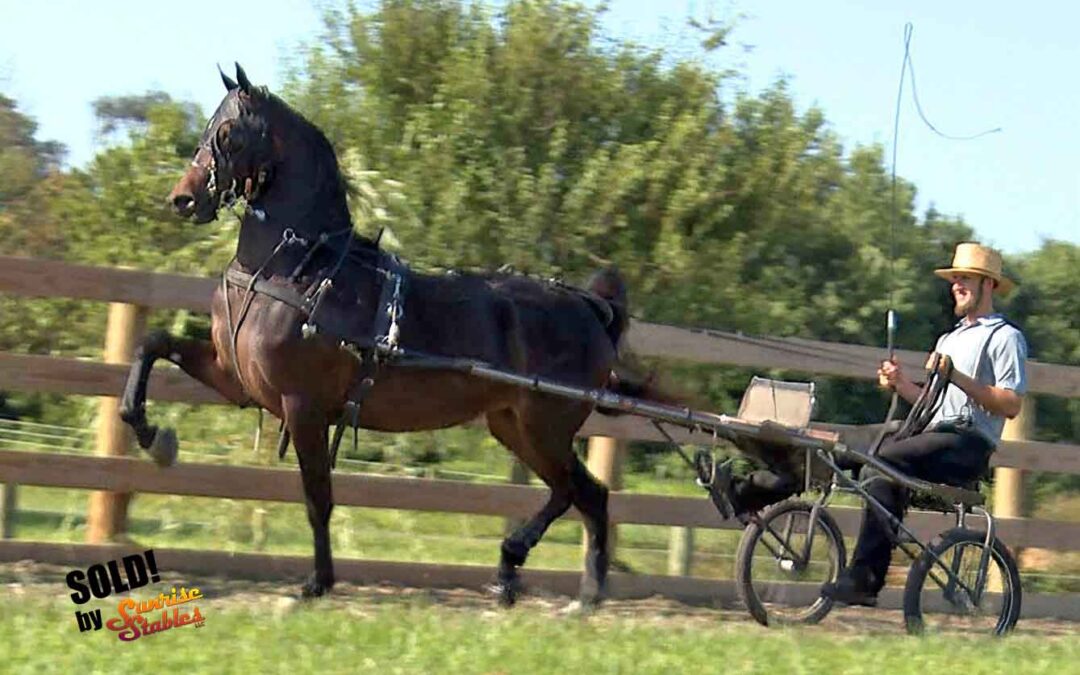 The Chickerings are SOLD on Serenades Nonchalance!