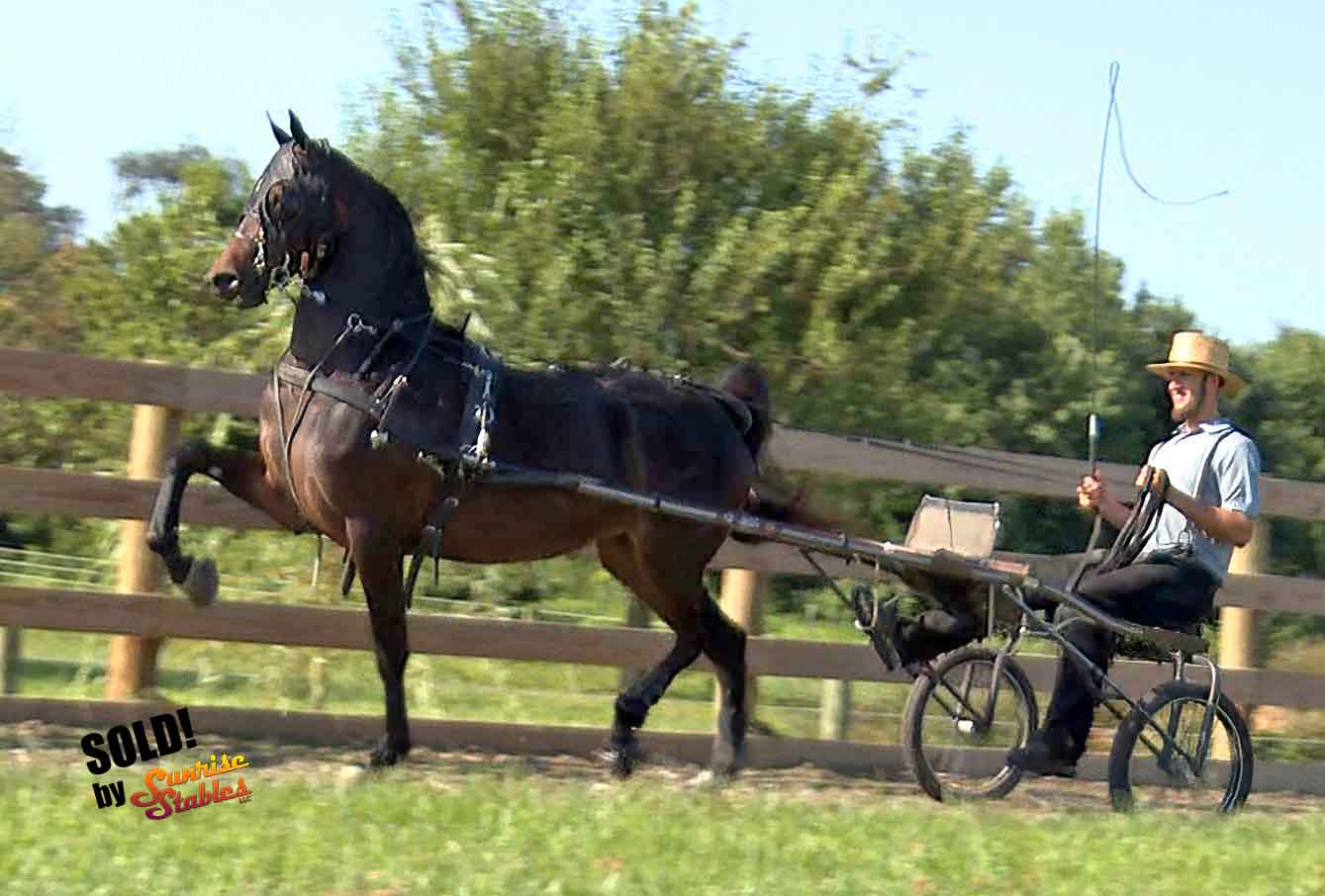 serenades-nonchalance-13 Serenades Nonchalance SOLD by Sunrise Stables LLC