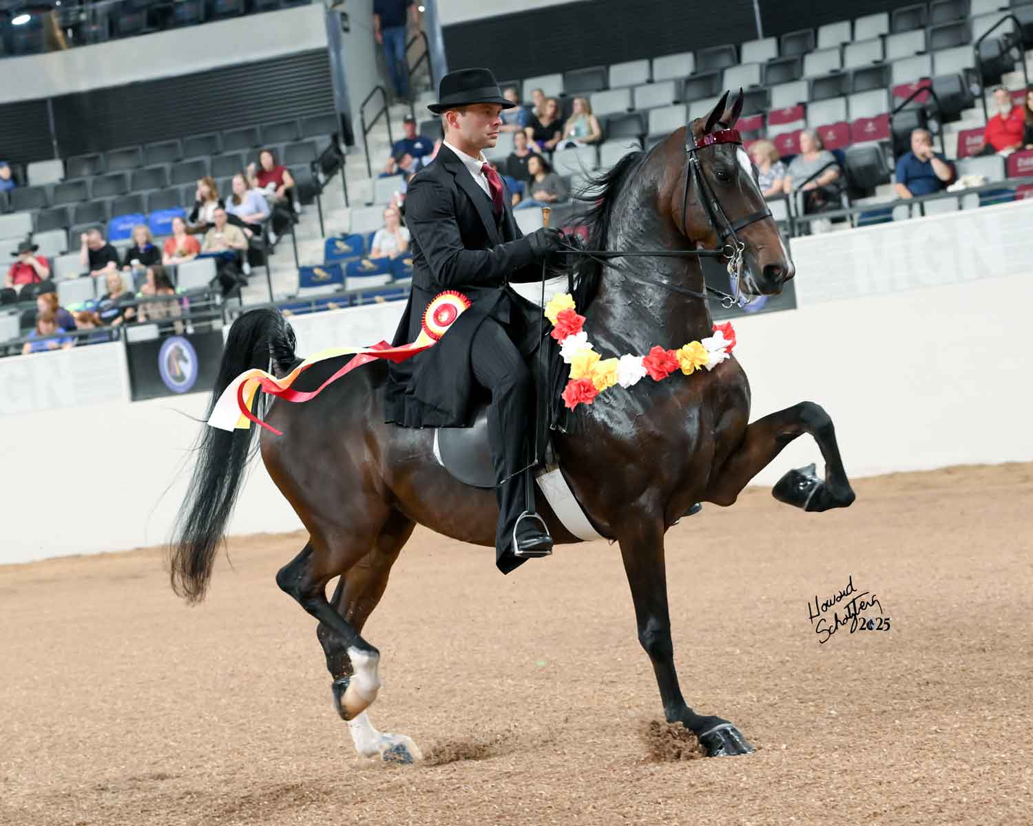 Evening Skyline, Morgan mare for sale, 2025 World Reserve Champion 3YO Futurity Park Saddle