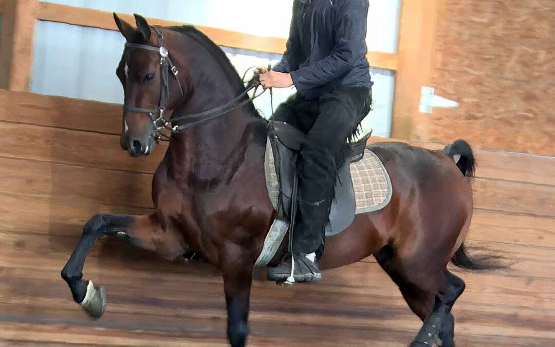 GCT Legendary Spirit