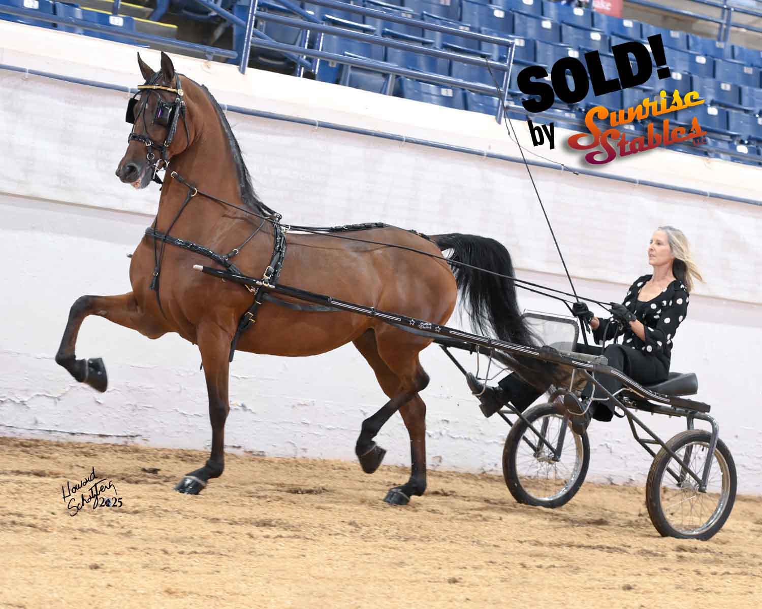 kinzu unconditional love, morgan mare