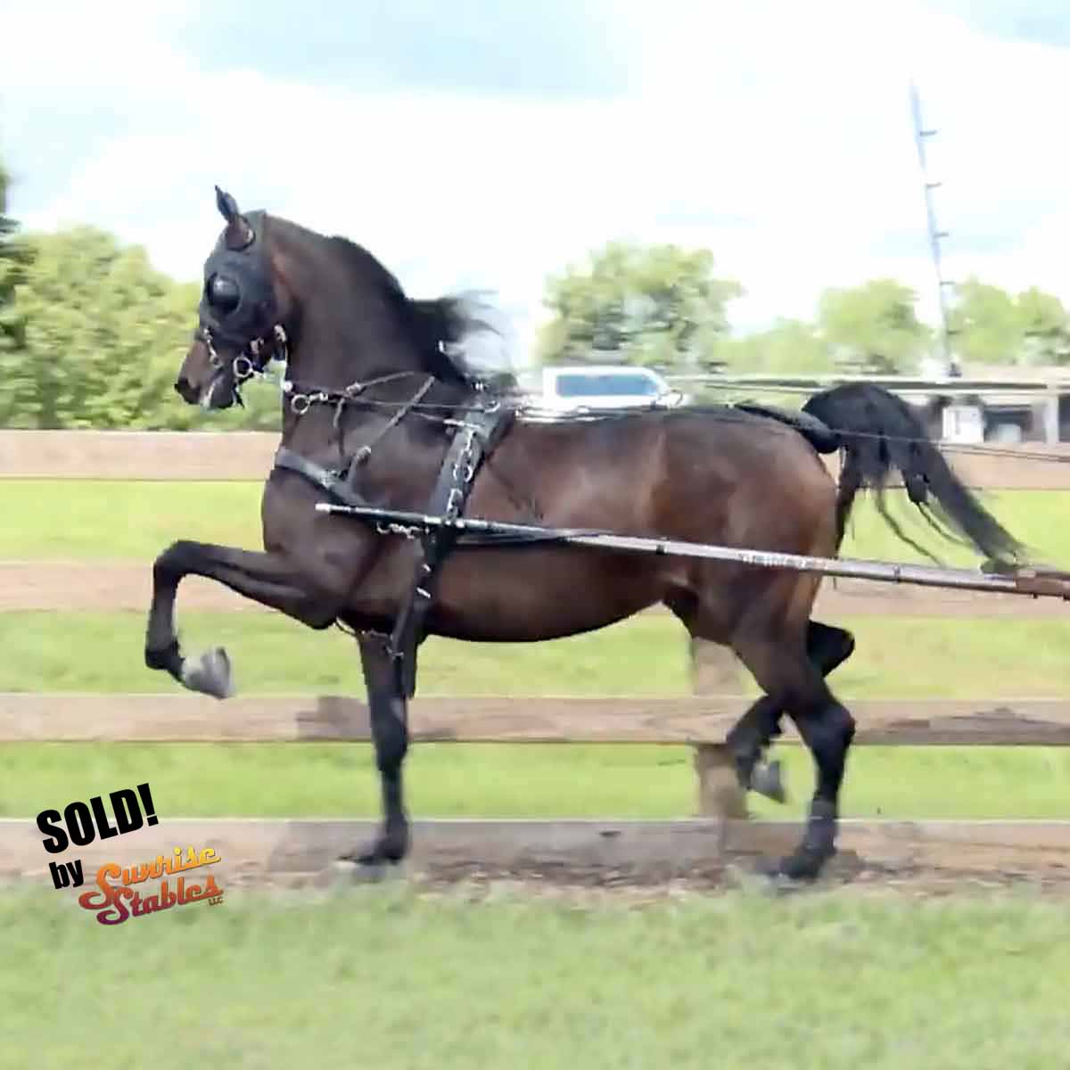 LL Persistence, morgan mare