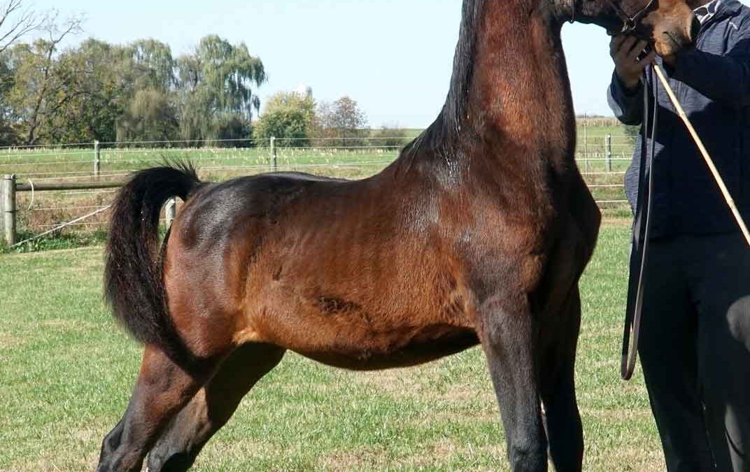 Congratulations to Marie Ciaffa on getting PIRATED!