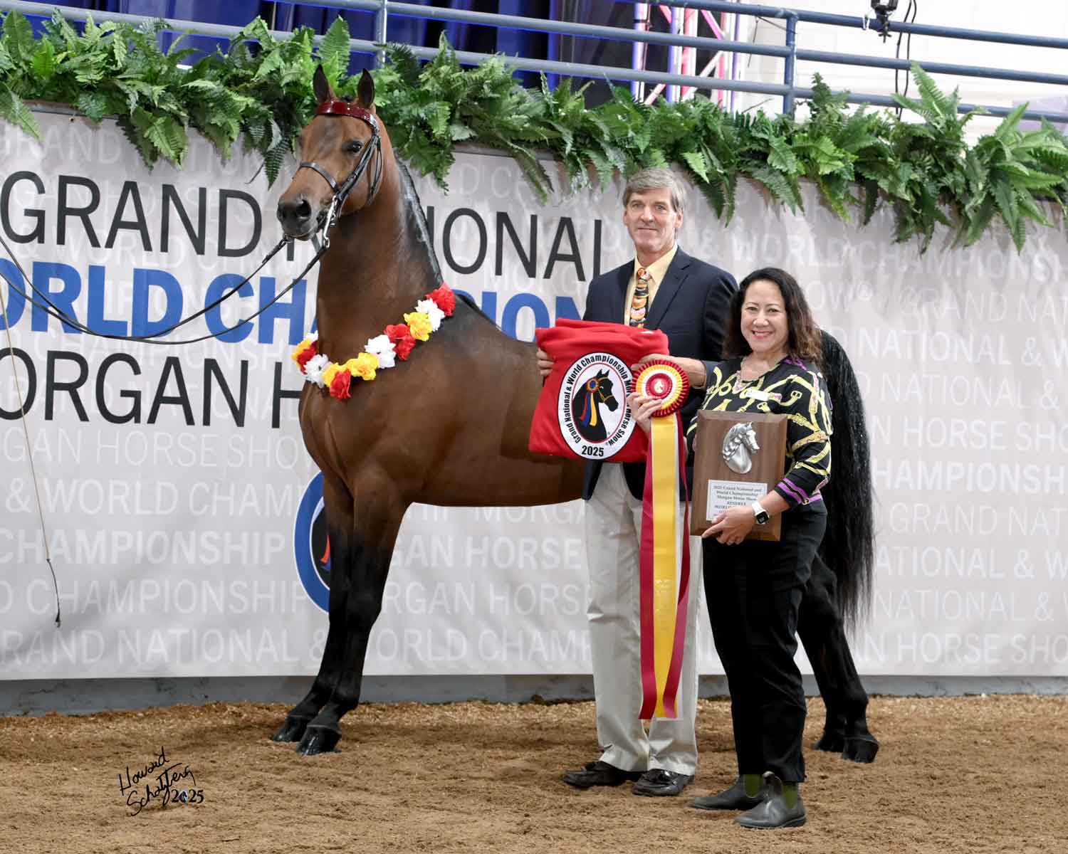 iy freedom express, morgan stallion for sale