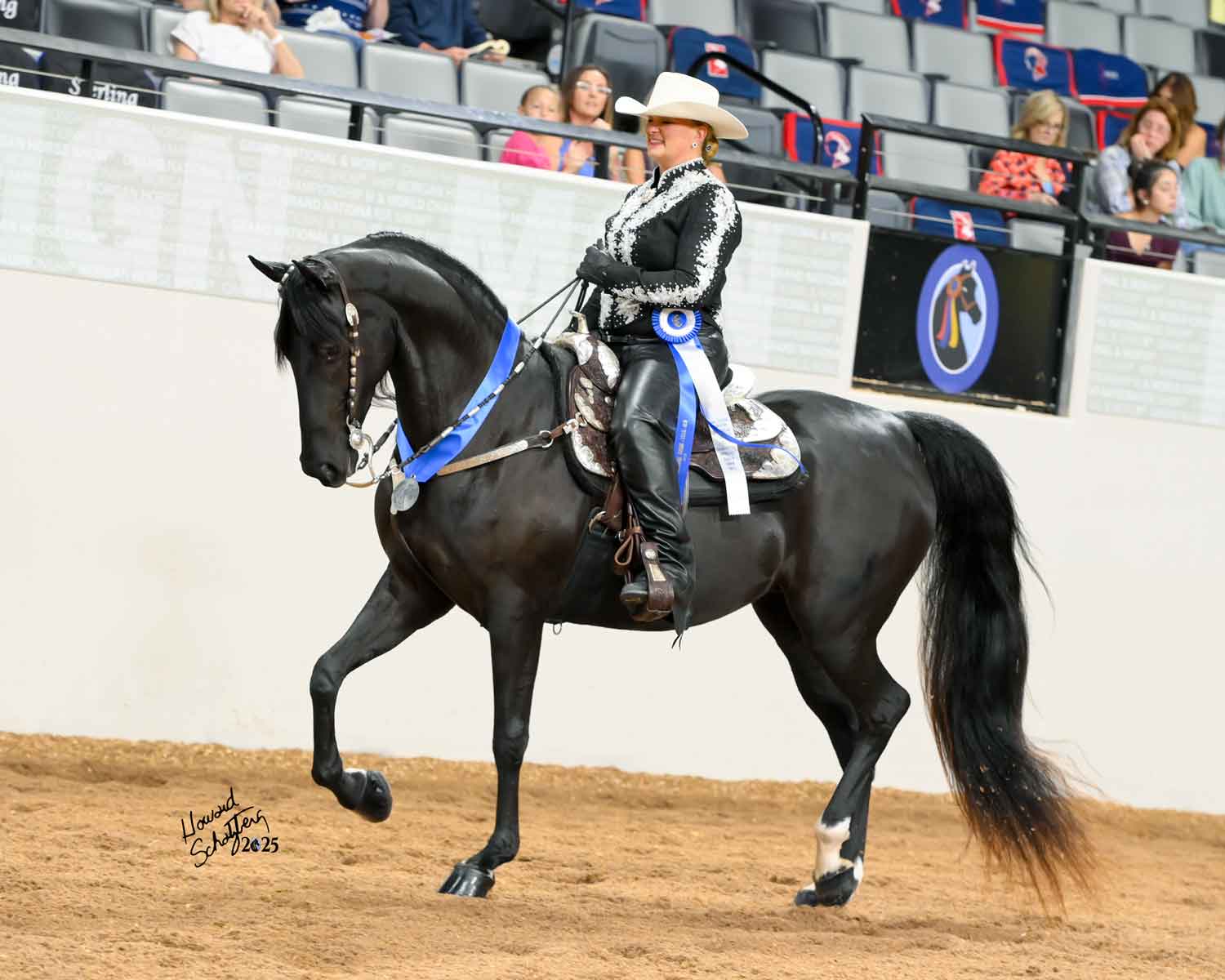 pve fully disguised, morgan mare sold by sunrise stables llc