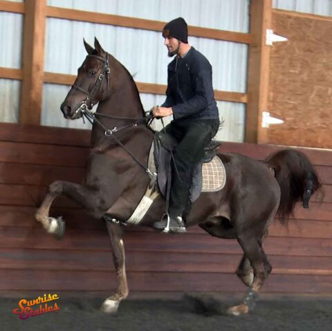 Blackgum Snapback, Morgan gelding for sale