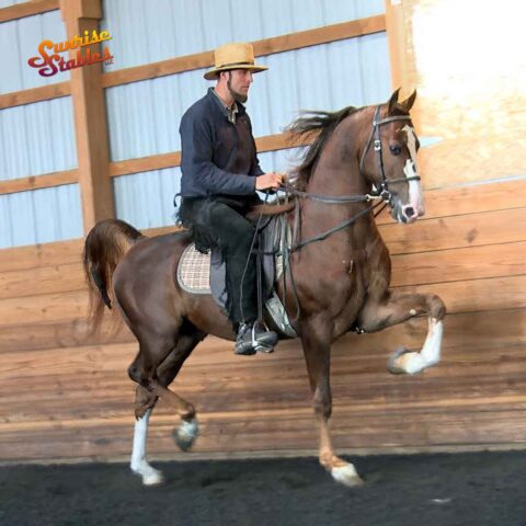 Bourbon On Ice, Morgan Stallion For Sale