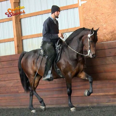 PAMF Admirable, Morgan gelding for sale