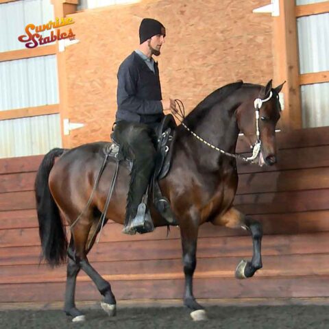 PAMF Admirable, Morgan gelding for sale