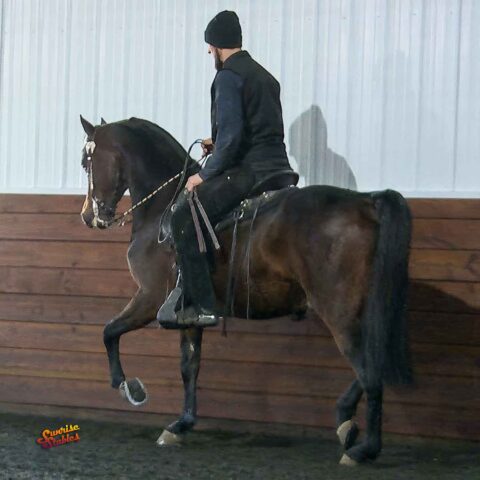 PAMF Admirable, Morgan western pleasure gelding for sale