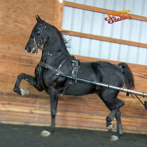 Running Free, Morgan gelding for sale