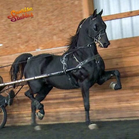 Running Free, Morgan gelding for sale