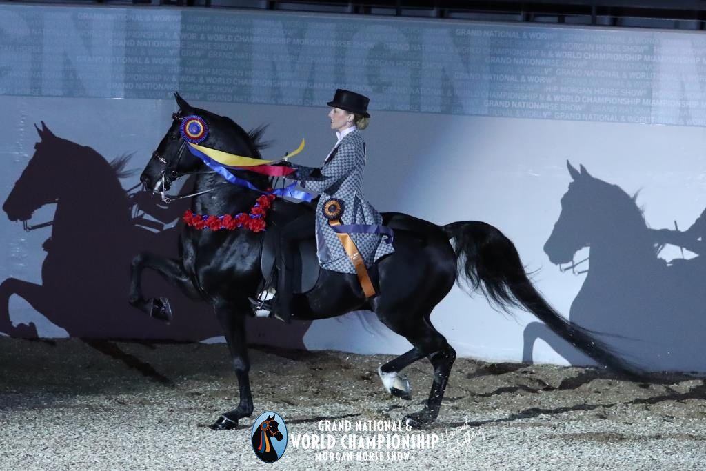 ssllc extreme waze, world champion amateur park saddle, sold by sunrise stables llc