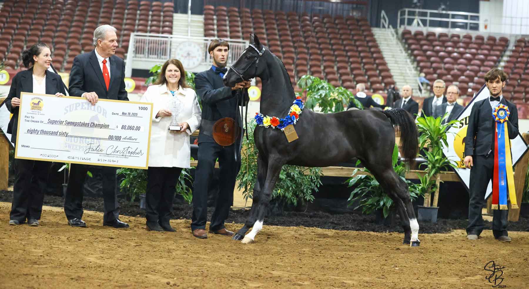 valley-acres-irish-queen-SBP_2159 Valley Acres Irish Queen, 2025 Superior Morgan Sweepstakes Champion