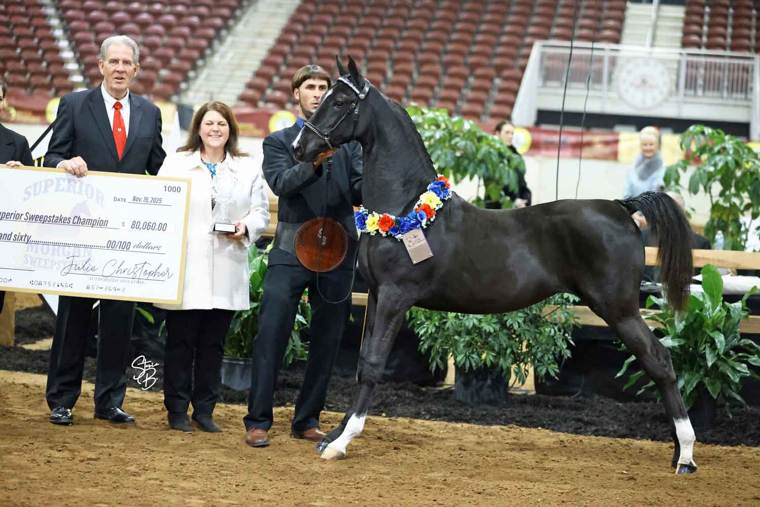 valley-acres-irish-queen-Unlimited-Access-SBP_2165 Valley Acres Irish Queen, 2025 Superior Morgan Sweepstakes Champion