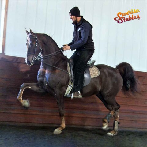 Blackgum Snapback, Morgan gelding for sale