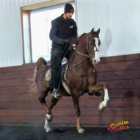 Bourbon On Ice, Morgan Stallion for sale