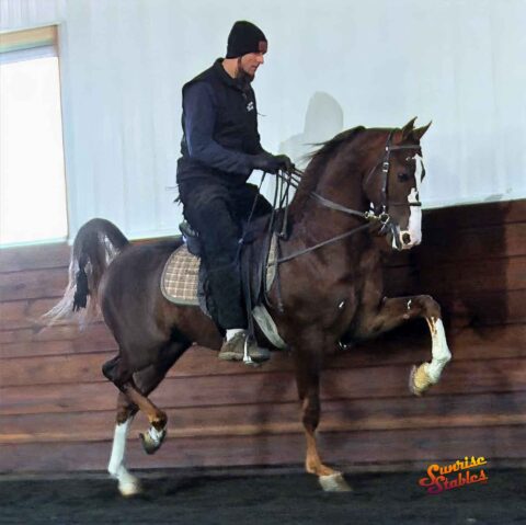 Bourbon On Ice, Morgan Stallion for sale