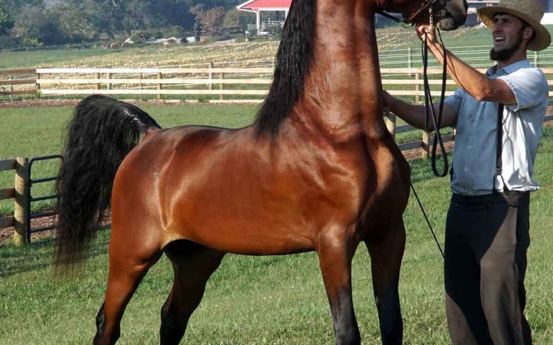 Congratulations on the Olivers for Coming TOTALLY UNDONE!