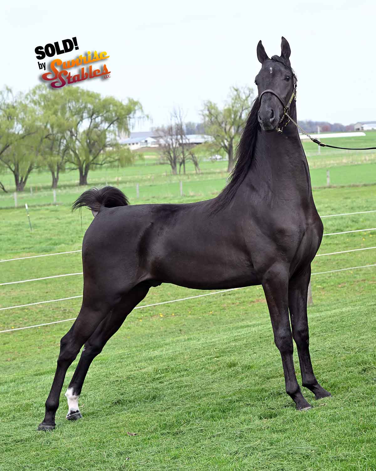 Valley Acres Mar-A-Lago