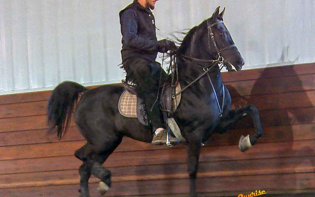 Vintage Acres Apache Maid