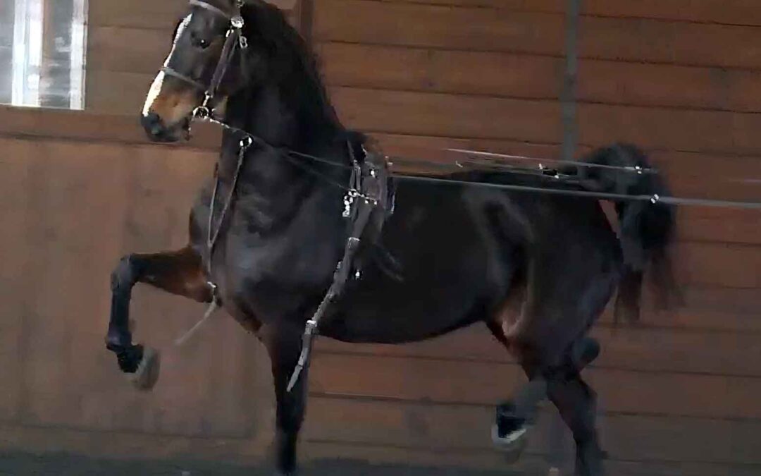 Double W Hot Trotter