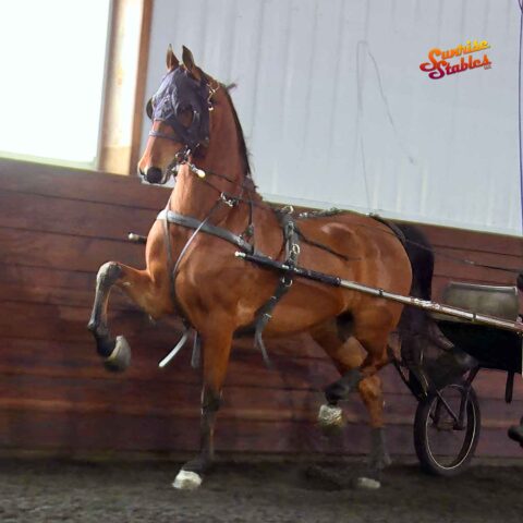 Fire Run Dreamboat Annie, Morgan mare for sale