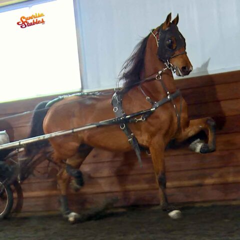 Fire Run Dreamboat Annie, Morgan mare for sale