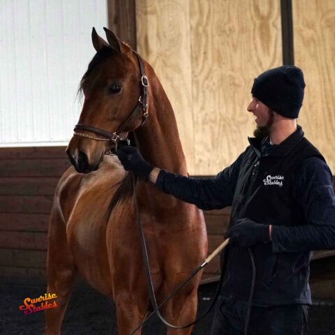 Fire Run Dreamboat Annie, Morgan mare for sale